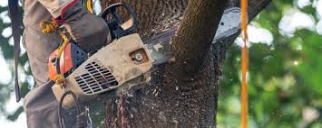 Best Fruit Tree Pruning  in Brookville, NY