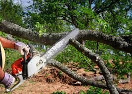 Best Utility Line Clearance  in Brookville, NY