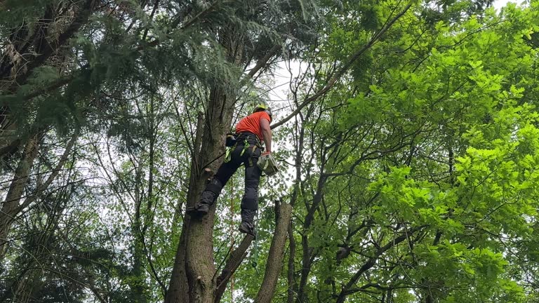 Best Lot and Land Clearing  in Brookville, NY