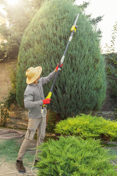 Best Tree and Shrub Care  in Brookville, NY